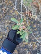 Image de Vitex pyramidata B. L. Rob.