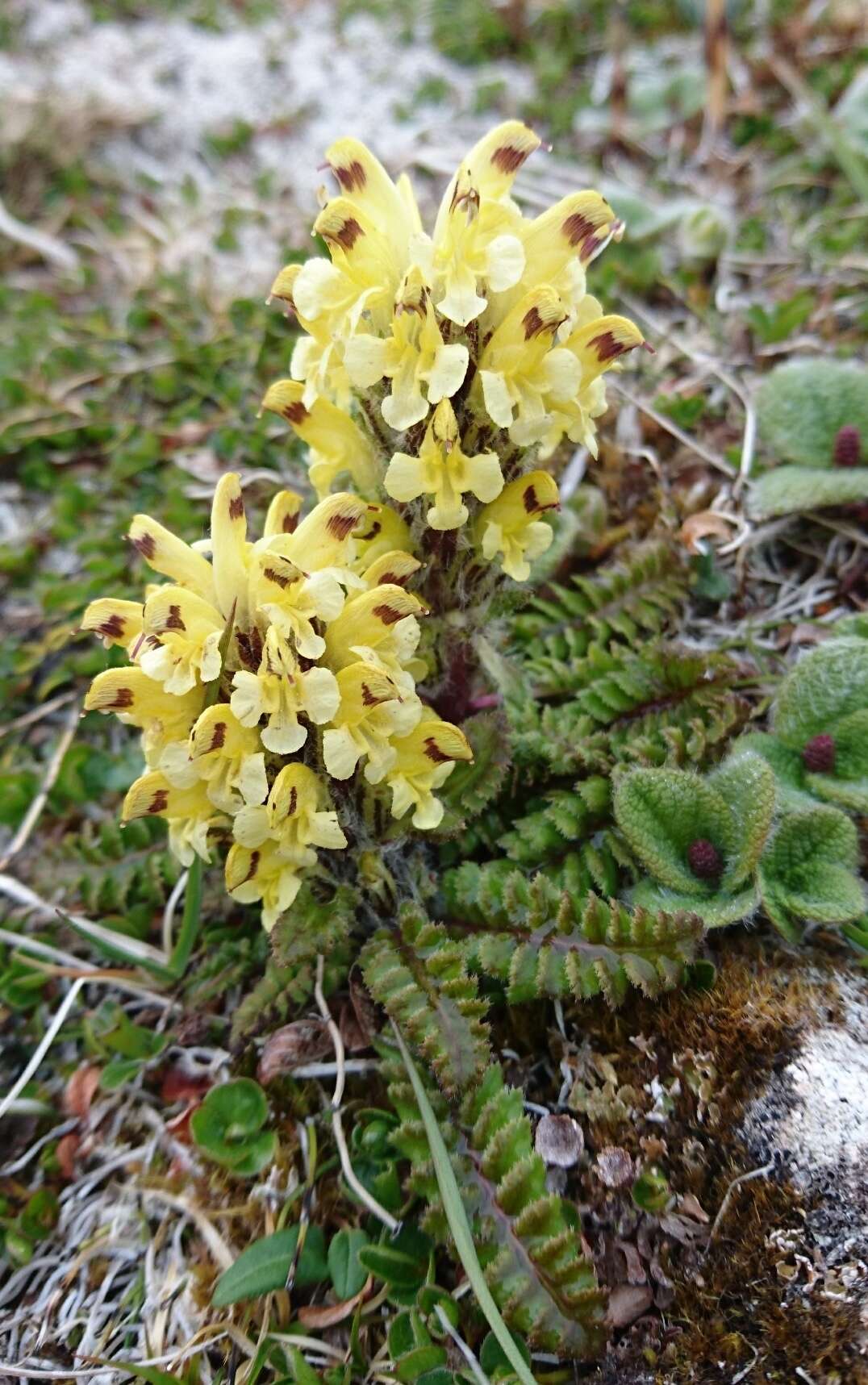 Image of Oeder's lousewort