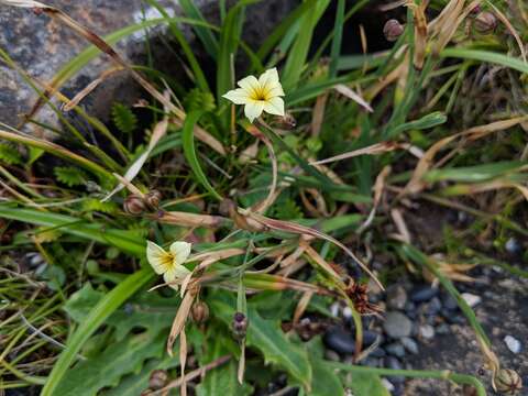 Image of Sisyrinchium pearcei Phil.