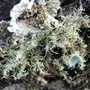 Image of Usnea scabrida Taylor