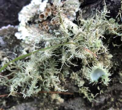 Usnea scabrida Taylor的圖片