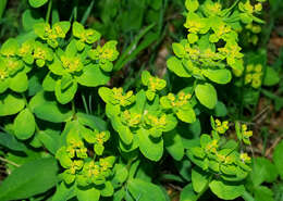 Image of cushion spurge