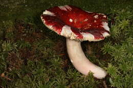 Image of Russula cystidiosa Murrill 1940