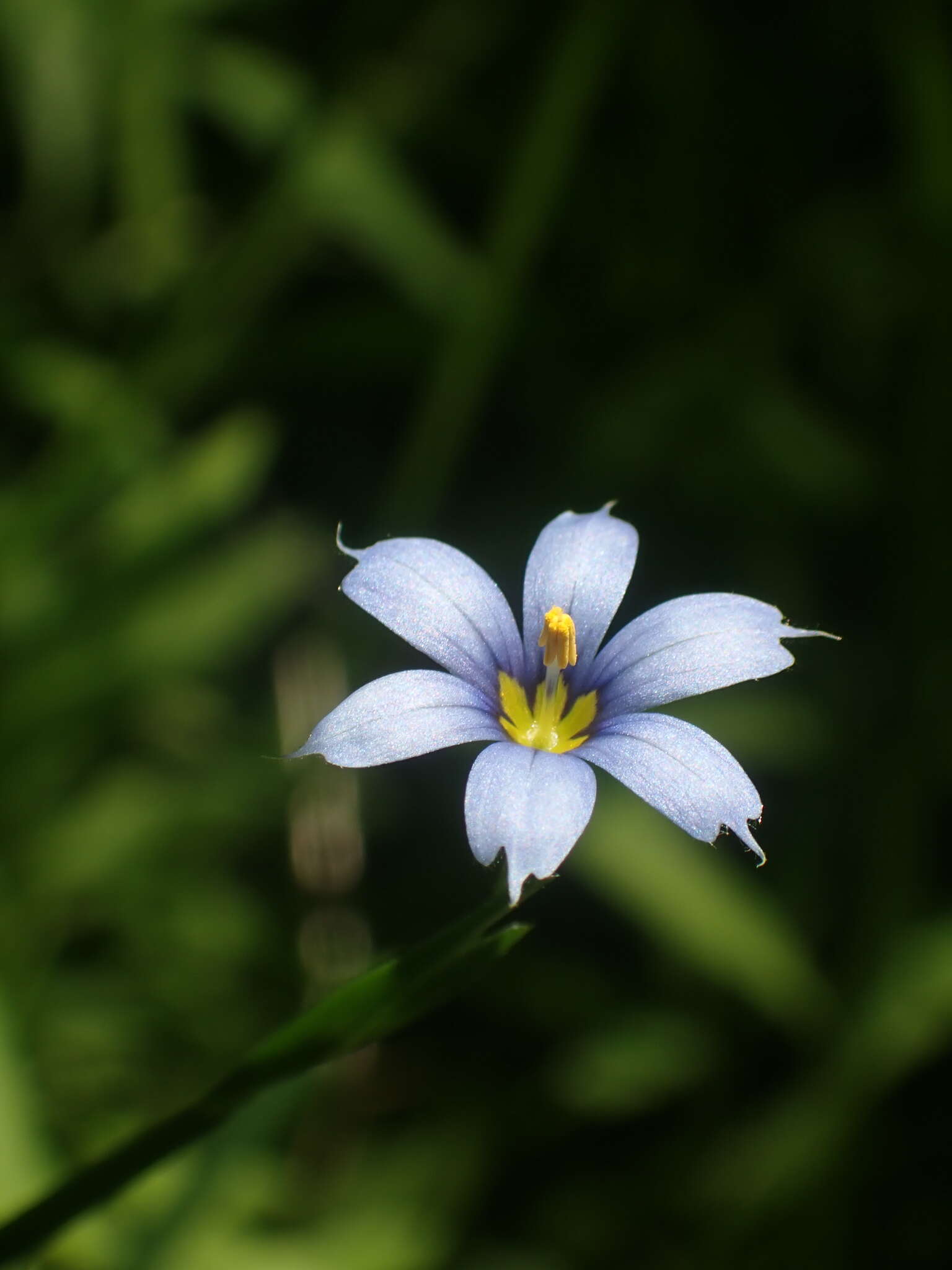 Image of eastern blue-eyed grass