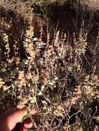 Image of San Diego bur ragweed