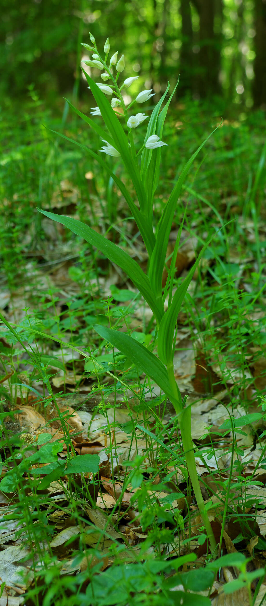 Image of Sword-leaved helleborine