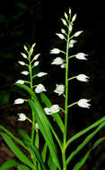 Cephalanthera longifolia (L.) Fritsch resmi