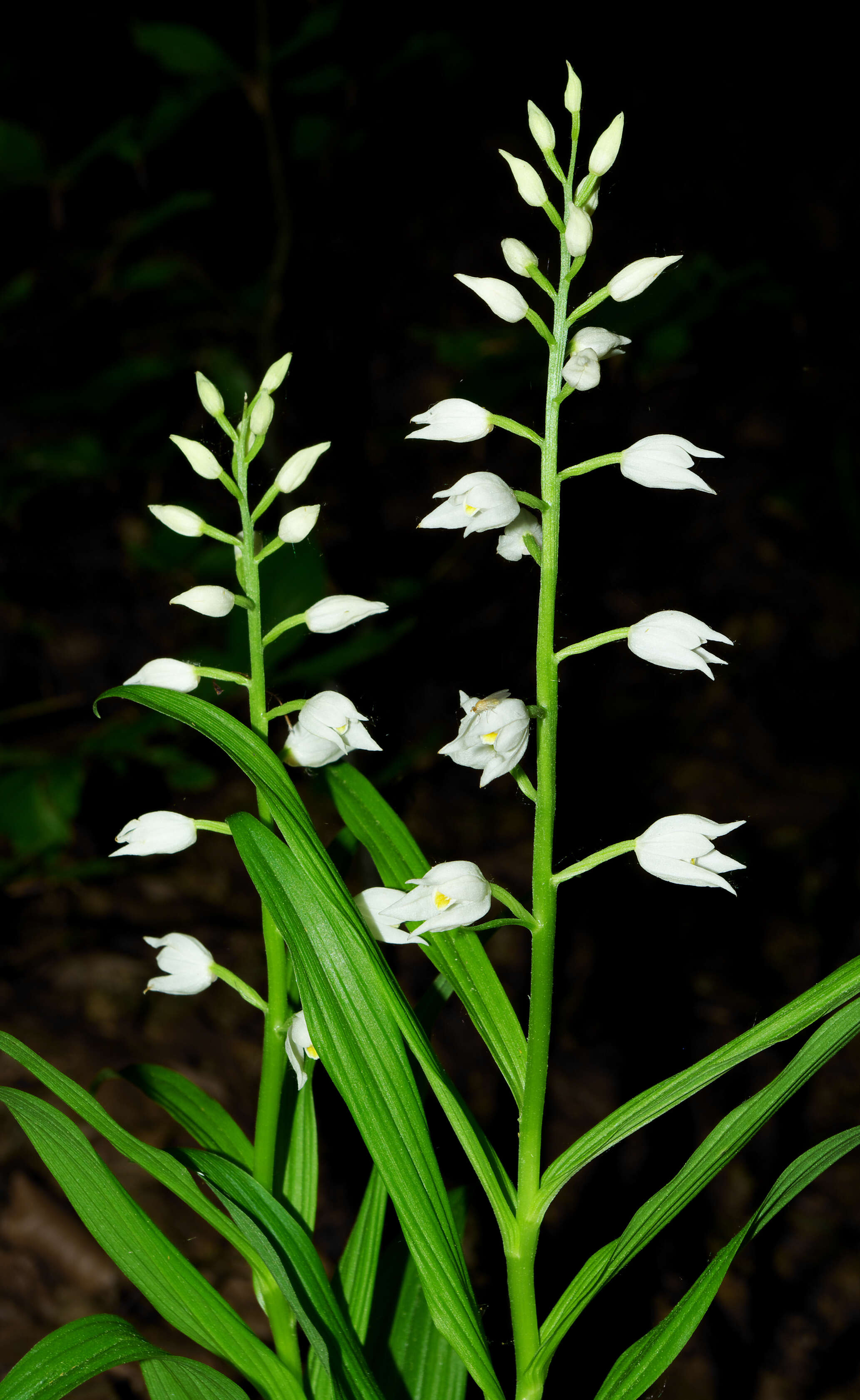 Cephalanthera longifolia (L.) Fritsch resmi