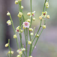 Image of Hibbertia juncea (Benth.) J. W. Horn