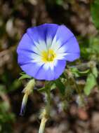 Image of Dwarf Morning Glory