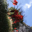 Слика од Gladiolus cardinalis Curtis