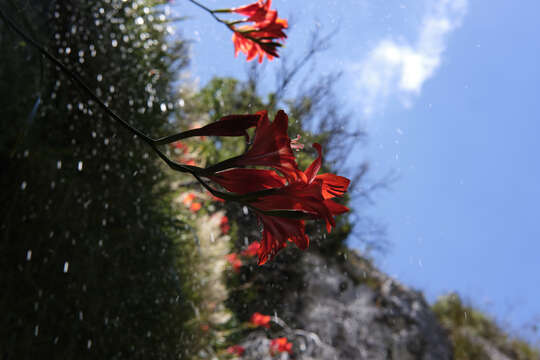 Imagem de Gladiolus cardinalis Curtis