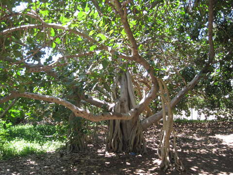 Image of Banyan