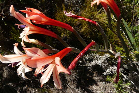 Image of Gladiolus miniatus Eckl.