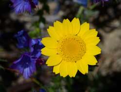 Image of Dyer's Chamomile