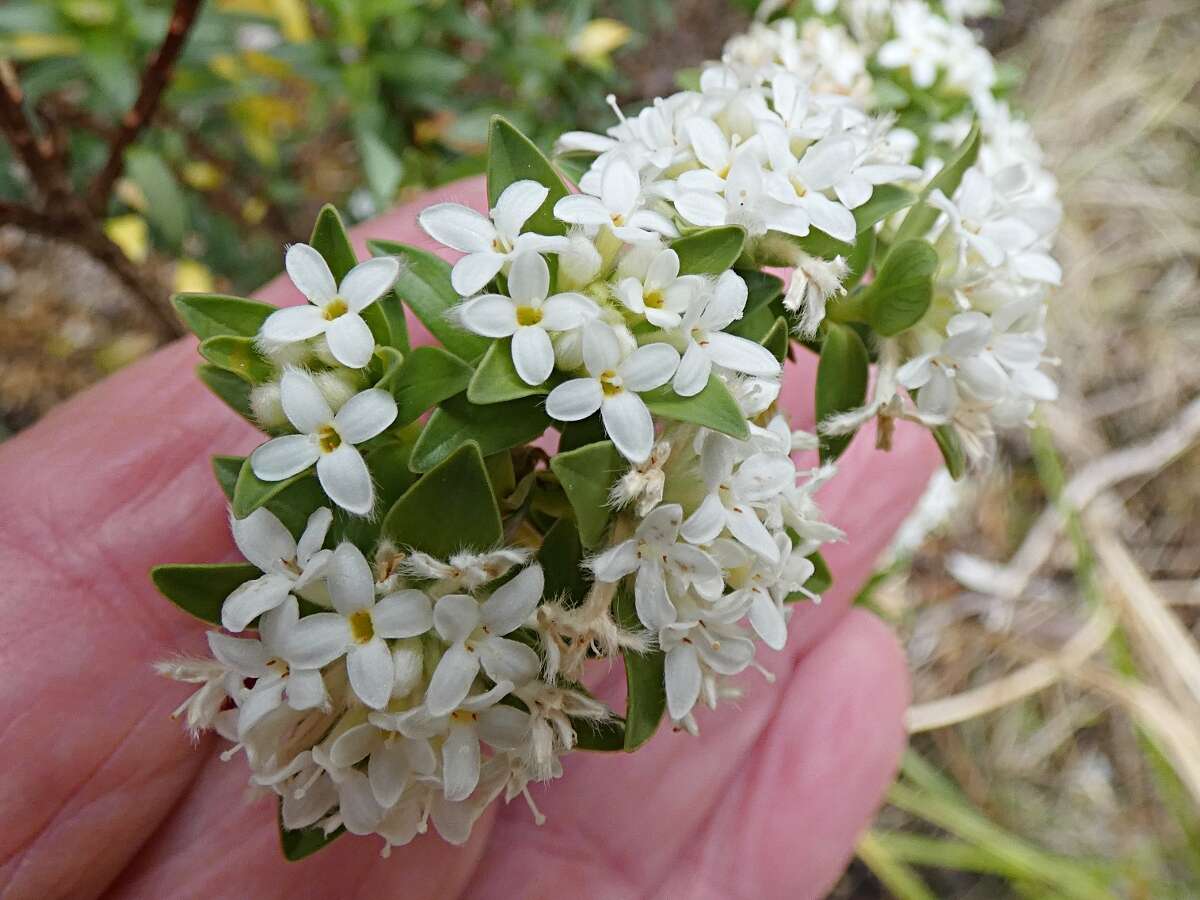 Image of Pimelea gnidia (J. R. & G. Forst.) Willd.