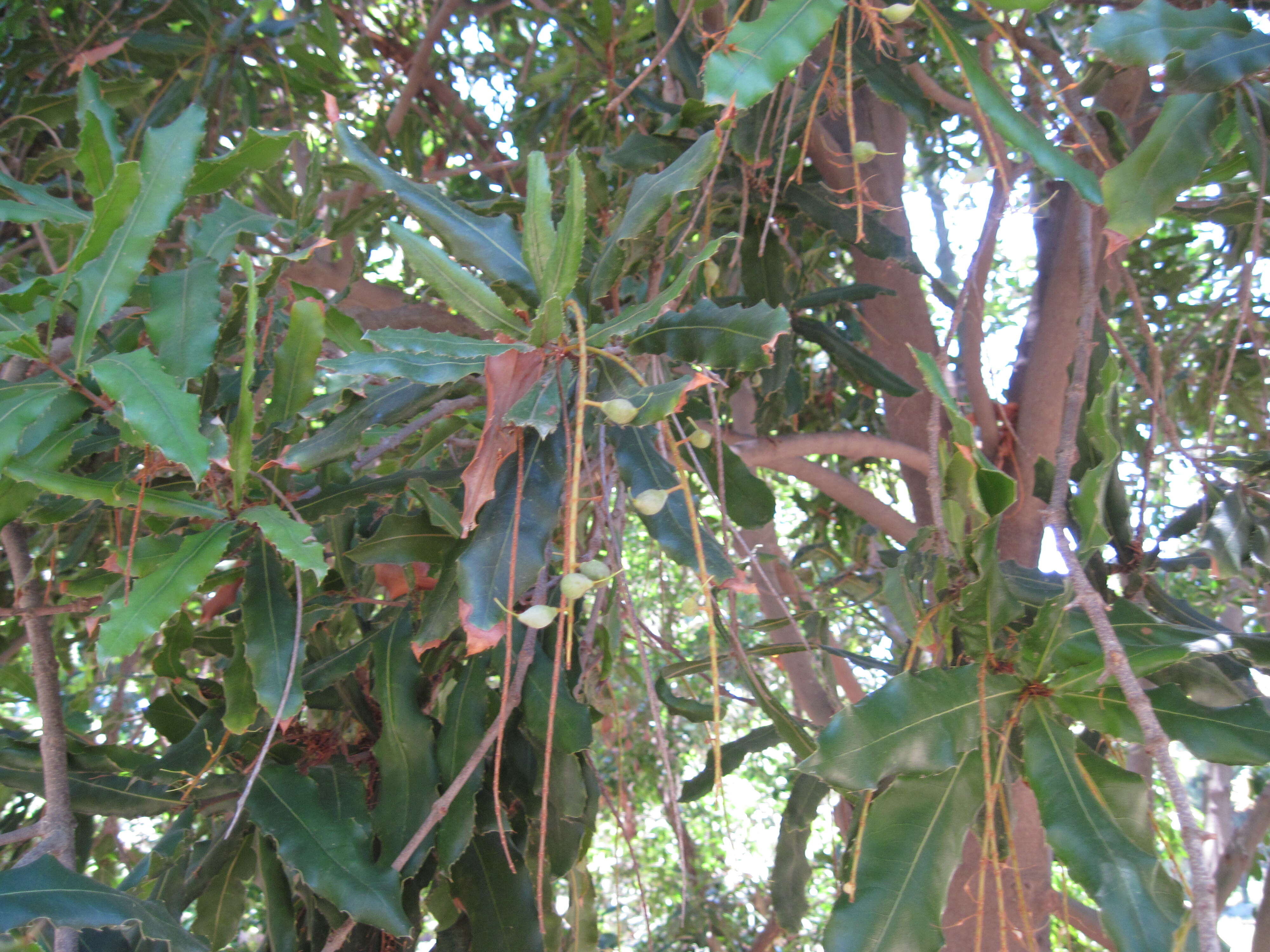 Image of macadamia nut