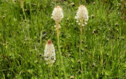 Image of Bulbinella cauda-felis (L. fil.) T. Durand & Schinz