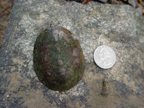 Image of Flattened Musk Turtle