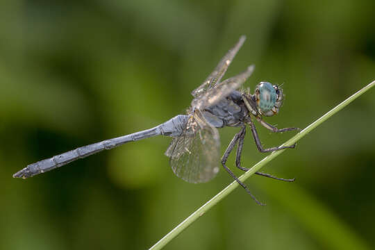 Image of Orthetrum luzonicum (Brauer 1868)