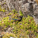 Image of Blue-mantled Thornbill