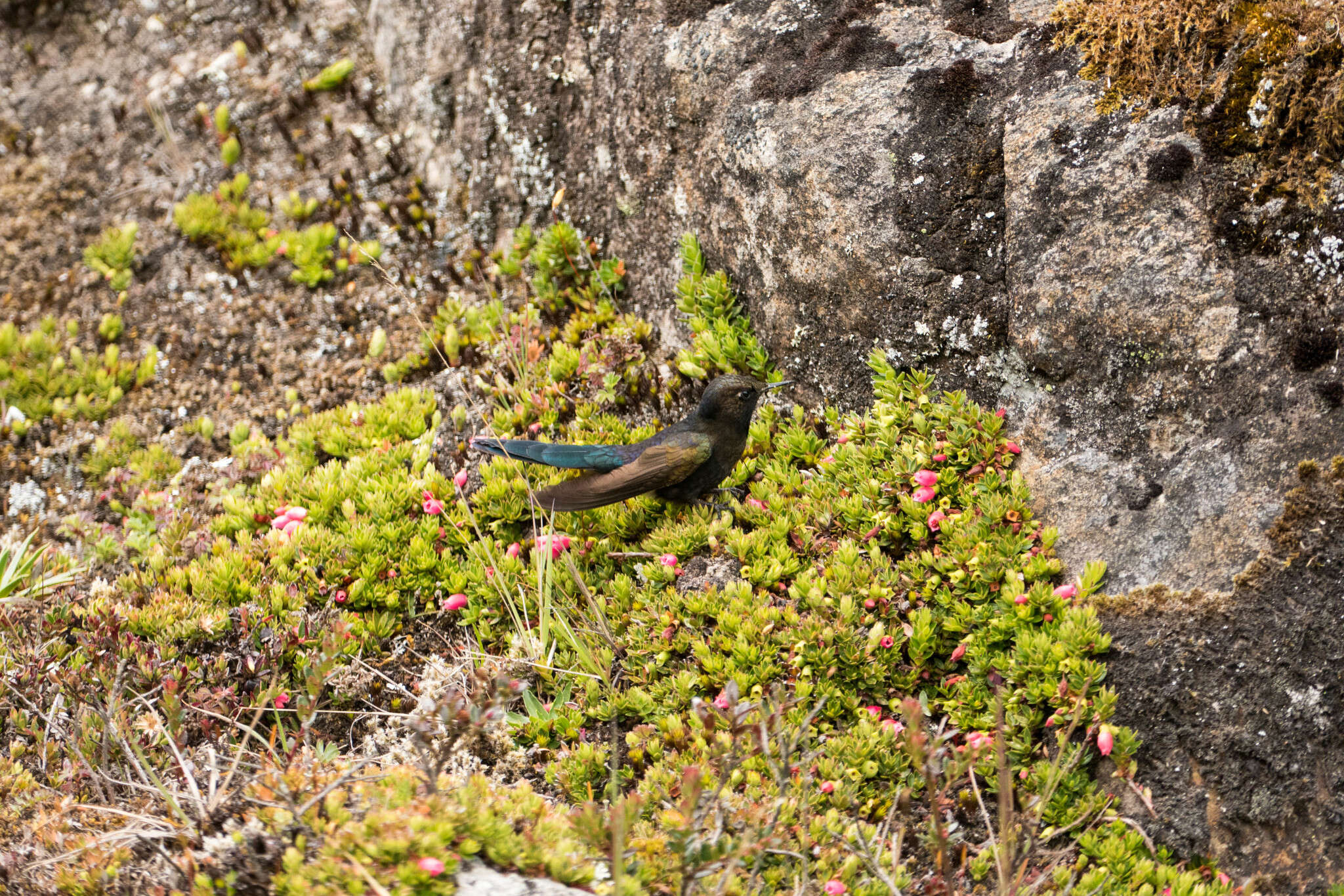 Image of Blue-mantled Thornbill