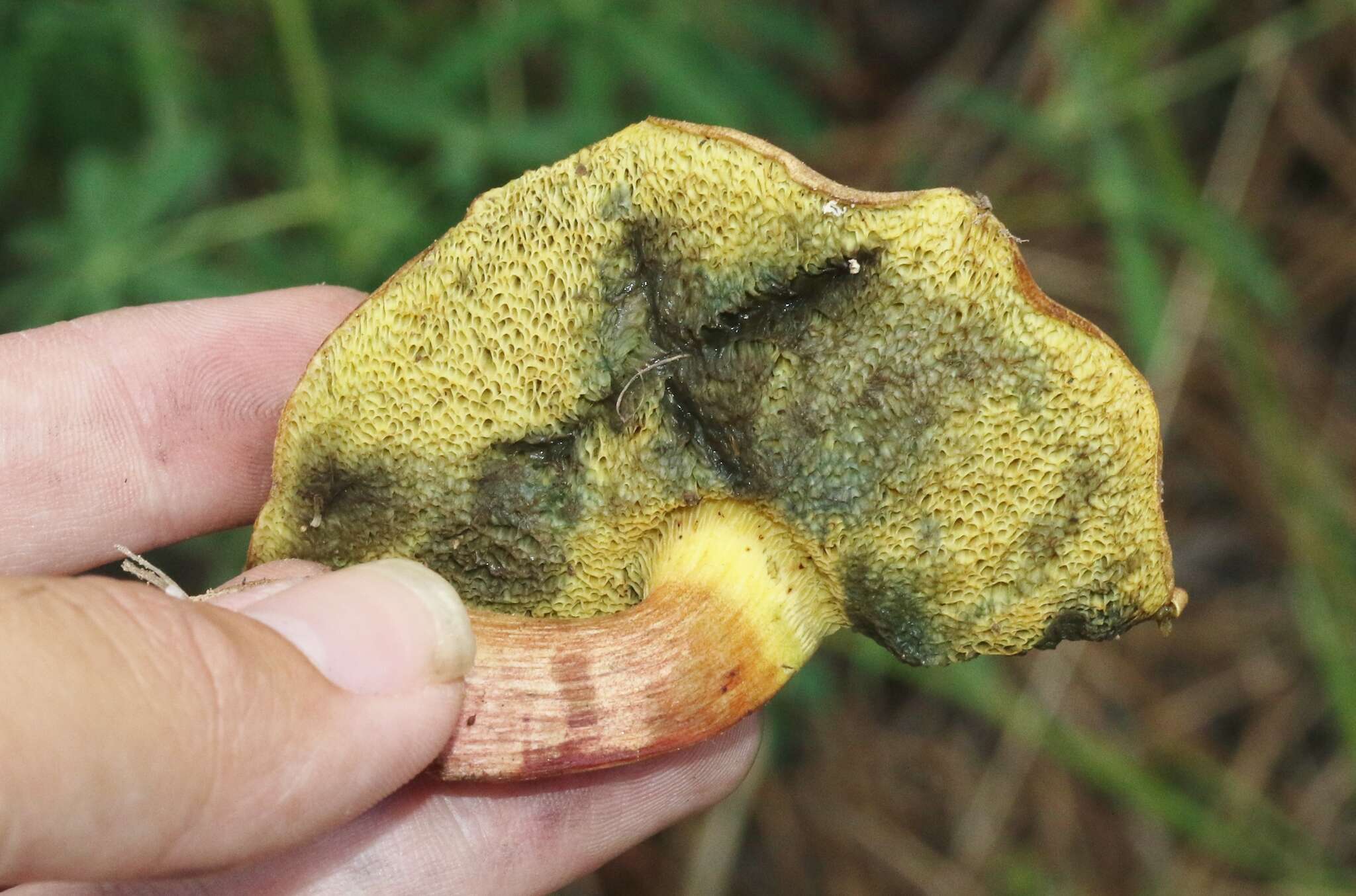 Imagem de Boletus brunneotomentosus B. Ortiz 2007