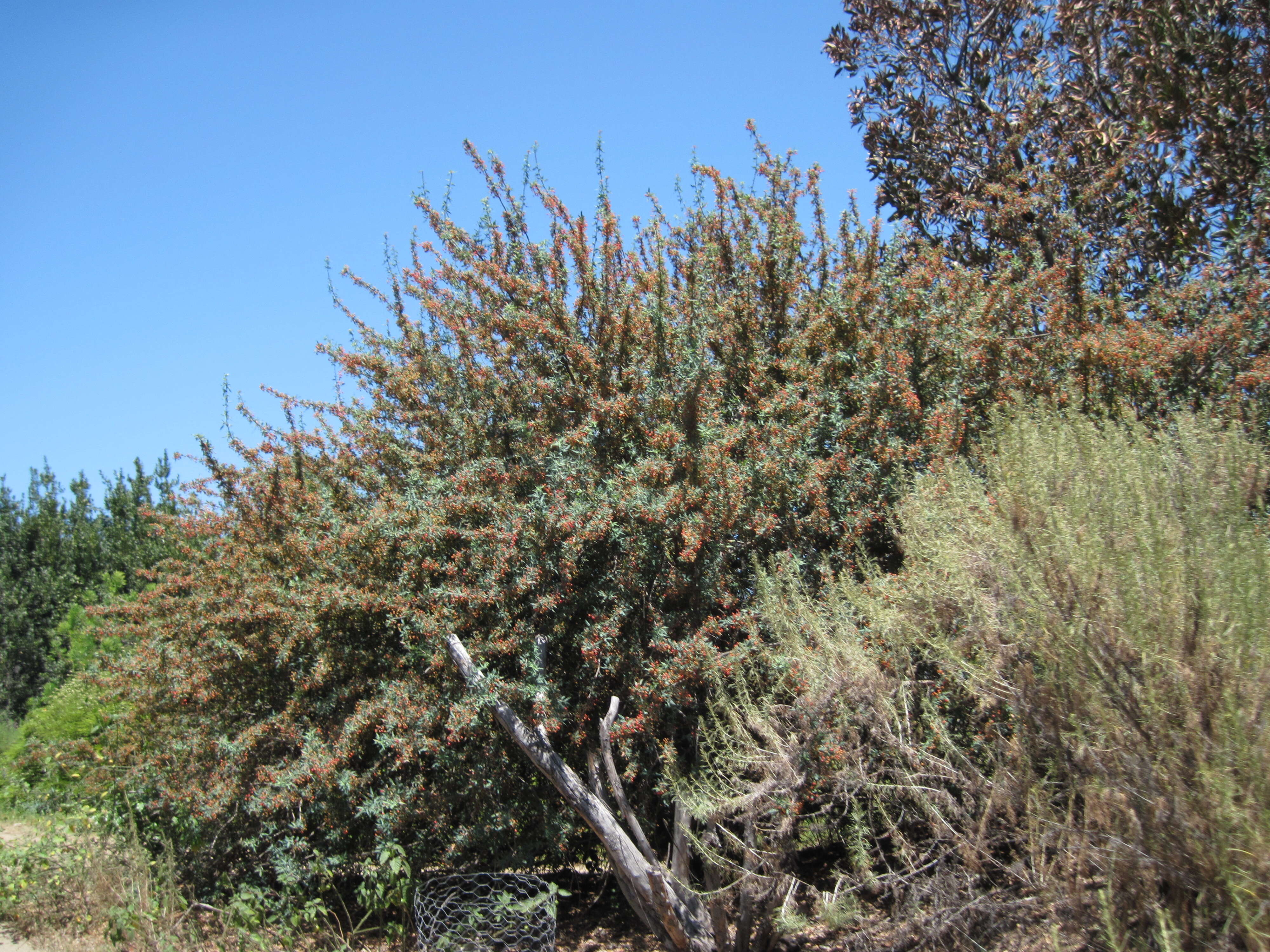 Image of Nevin's barberry