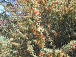Image of Nevin's barberry
