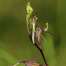 Image of wispy elbow orchid