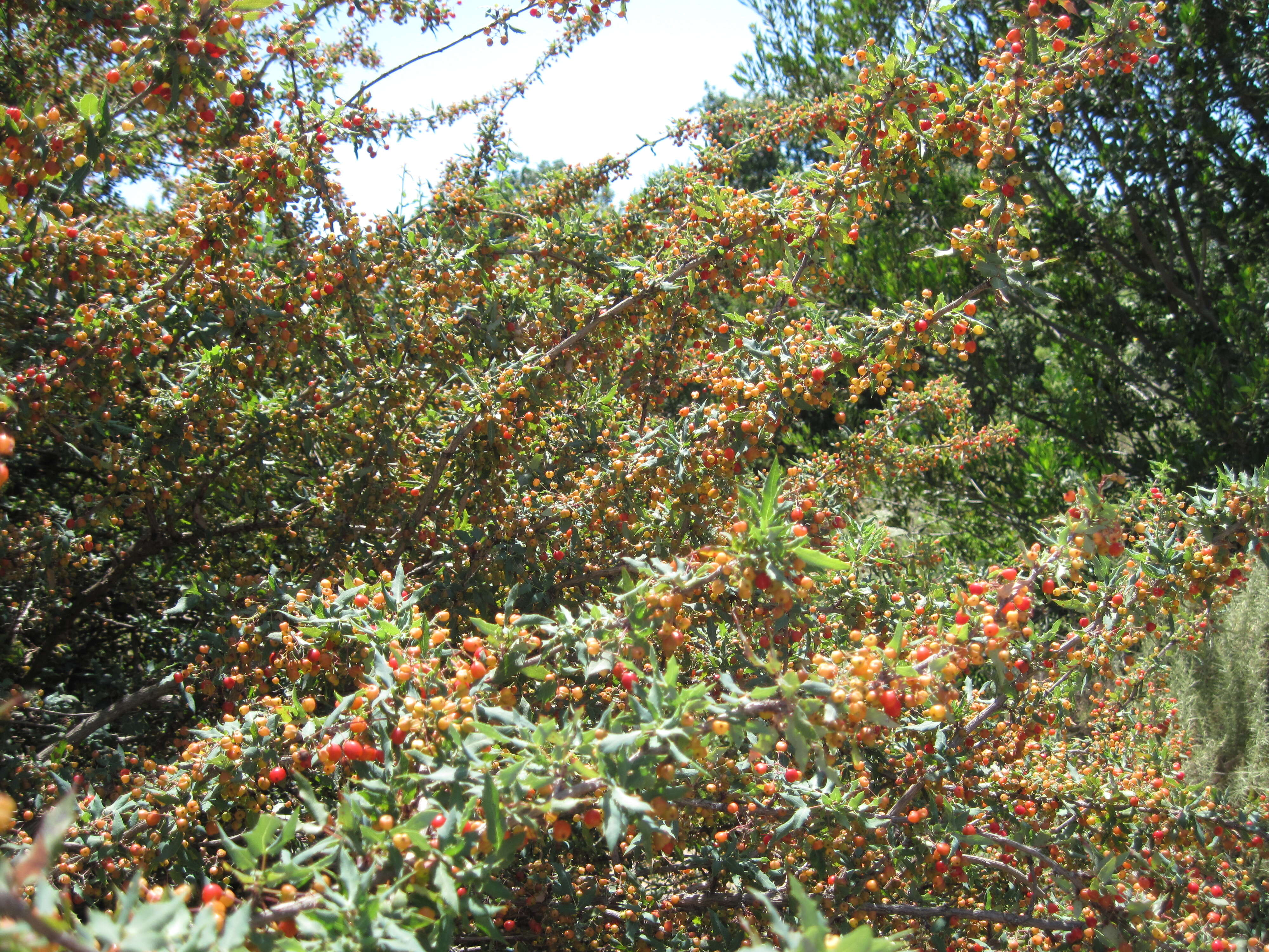 Image of Nevin's barberry