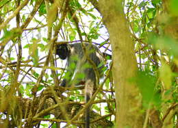 Image of Trachypithecus selangorensis Roos, Nadler & Walter 2008