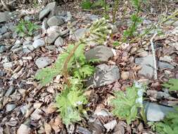 Petasites tatewakianus Kitam.的圖片