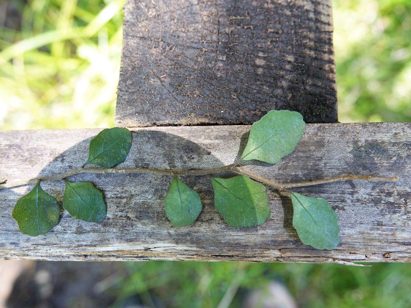 Imagem de Melicytus micranthus Hook. fil.