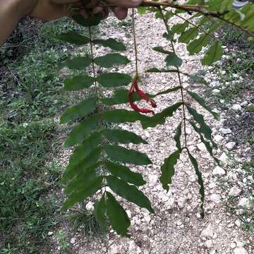 Image de Cojoba rufescens (Benth.) Britton & Rose