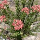 Sivun Ozothamnus diosmifolius (Vent.) DC. kuva