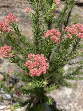 Ozothamnus diosmifolius (Vent.) DC. resmi