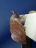 Image of American Lappet Moth