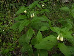 Plancia ëd Symphytum tuberosum L.