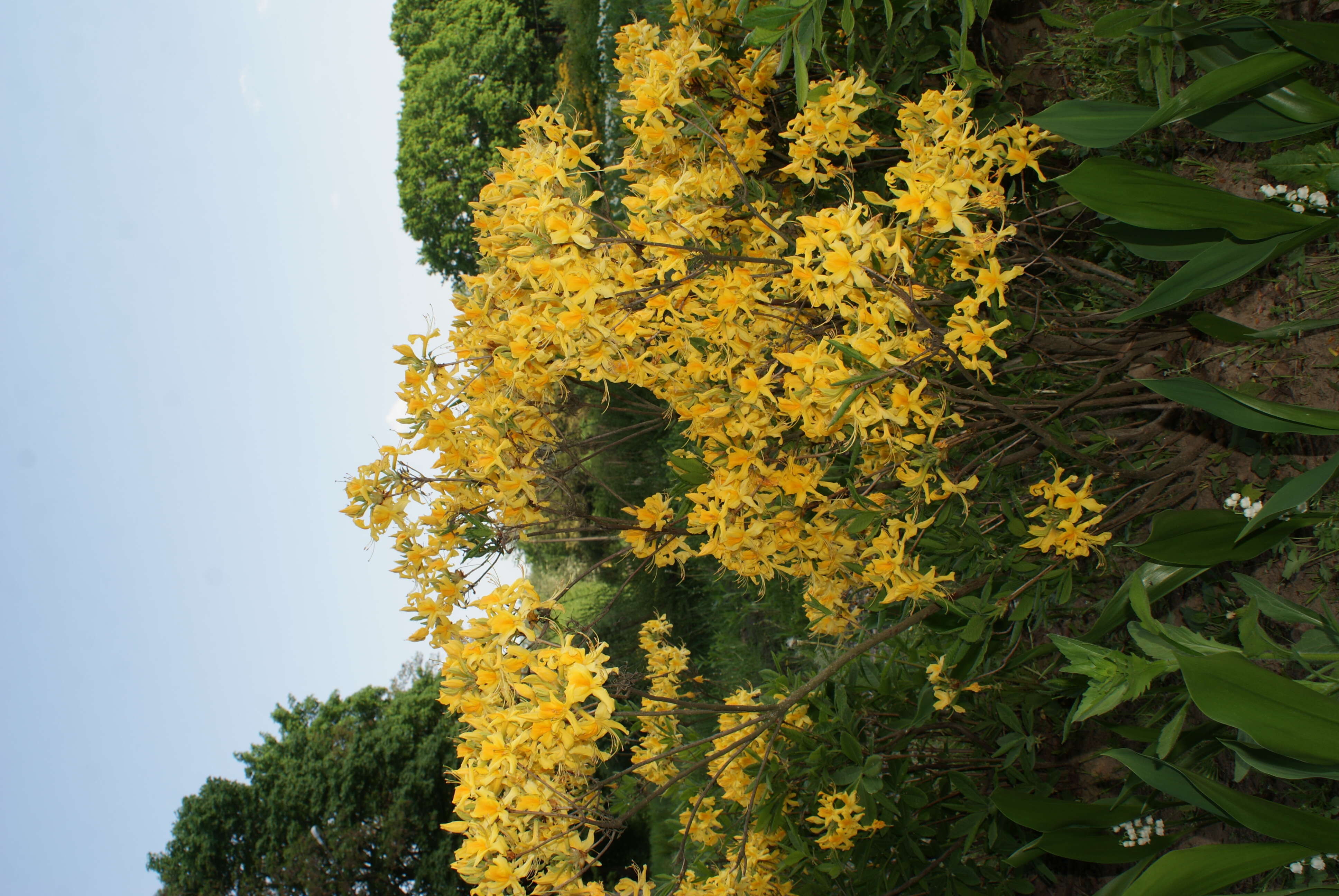 Image of Yellow Azalea