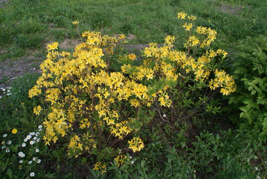 Image of Yellow Azalea