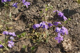 Image of creeping phlox