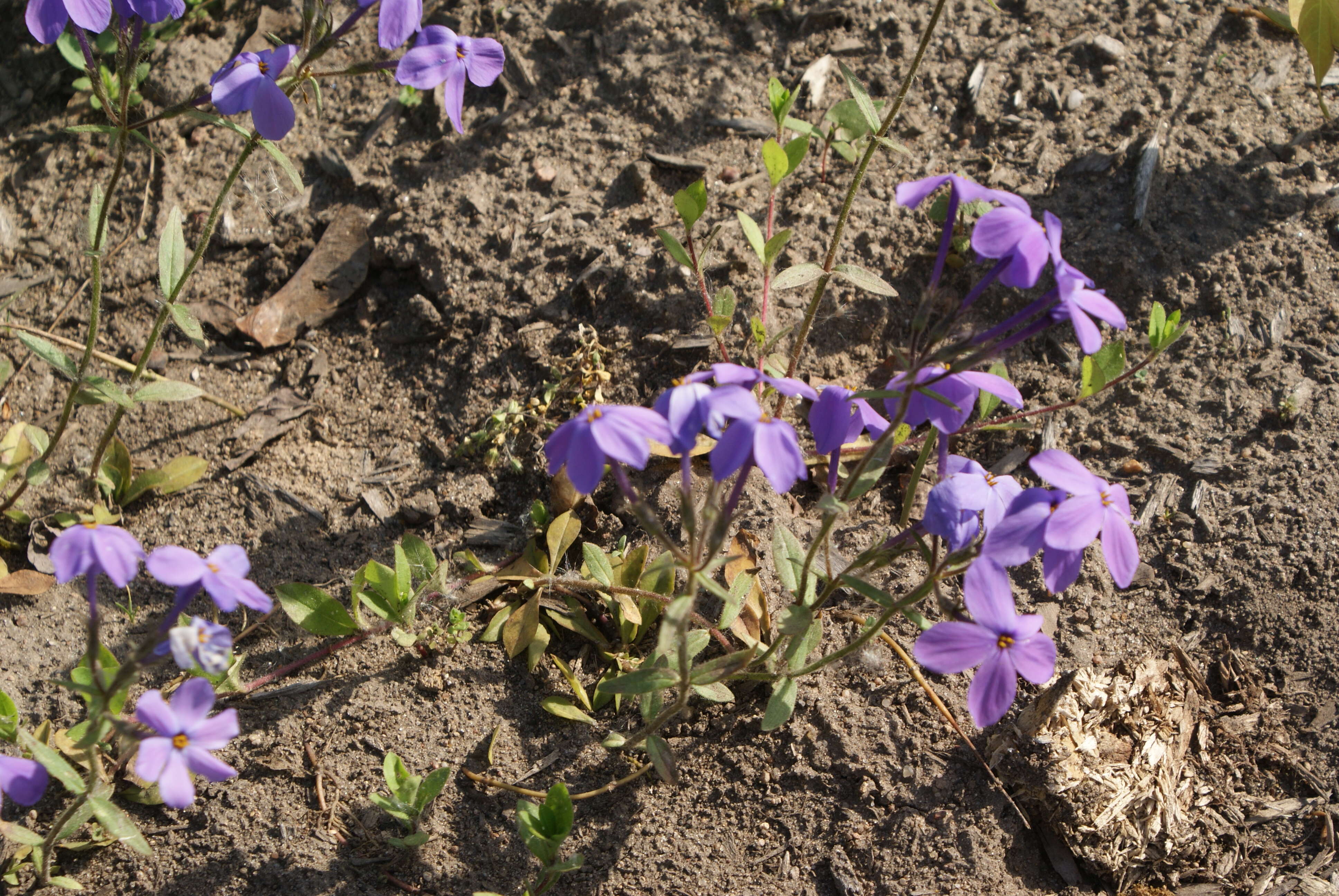 Image of creeping phlox