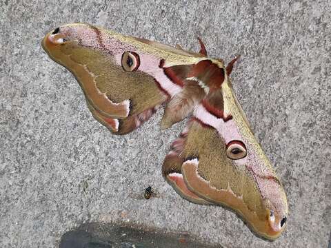 Image of Saturnia jonasii (Butler 1877)