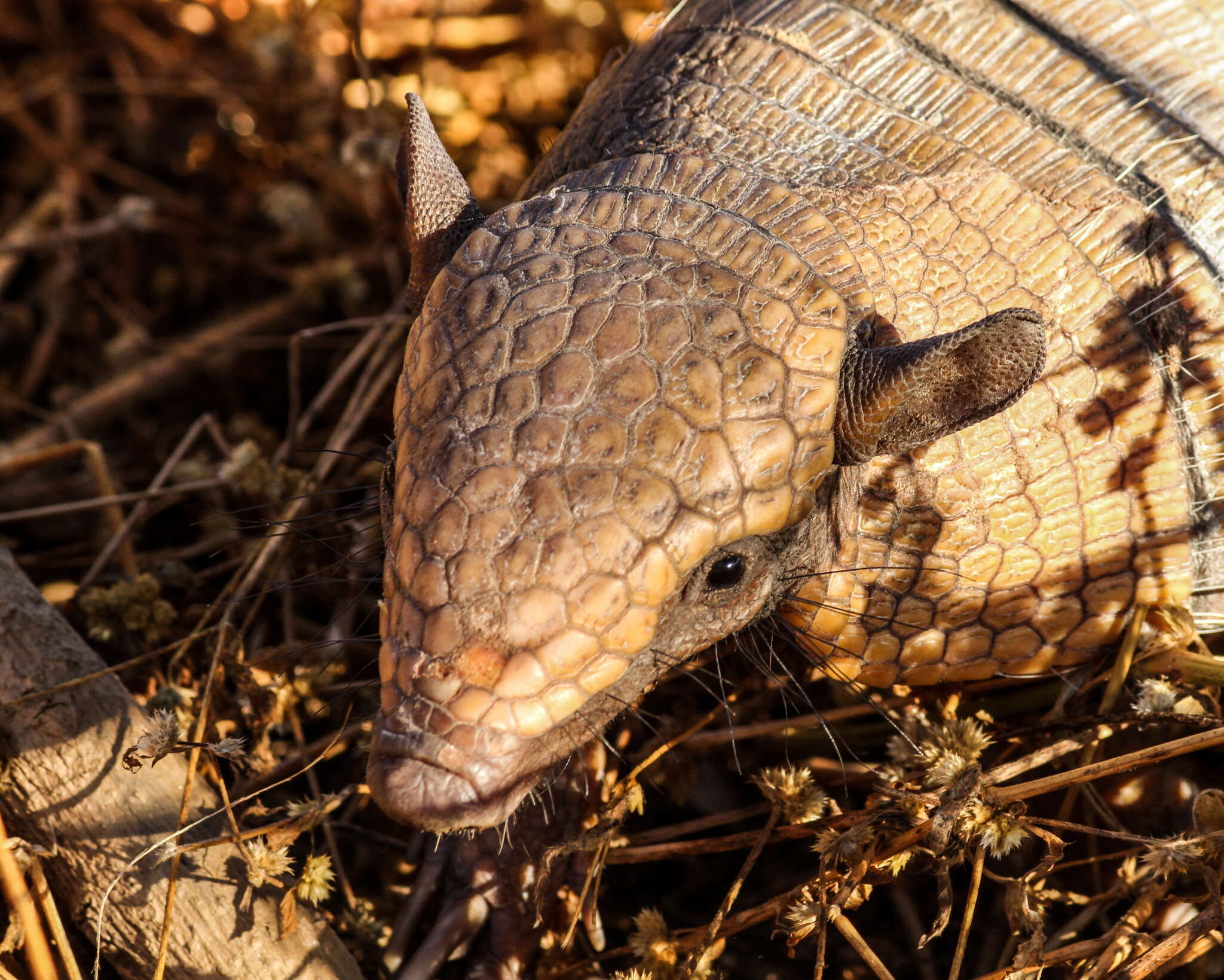 Image of Euphractus sexcinctus sexcinctus (Linnaeus 1758)