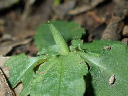 Image of Coastal maroonhood