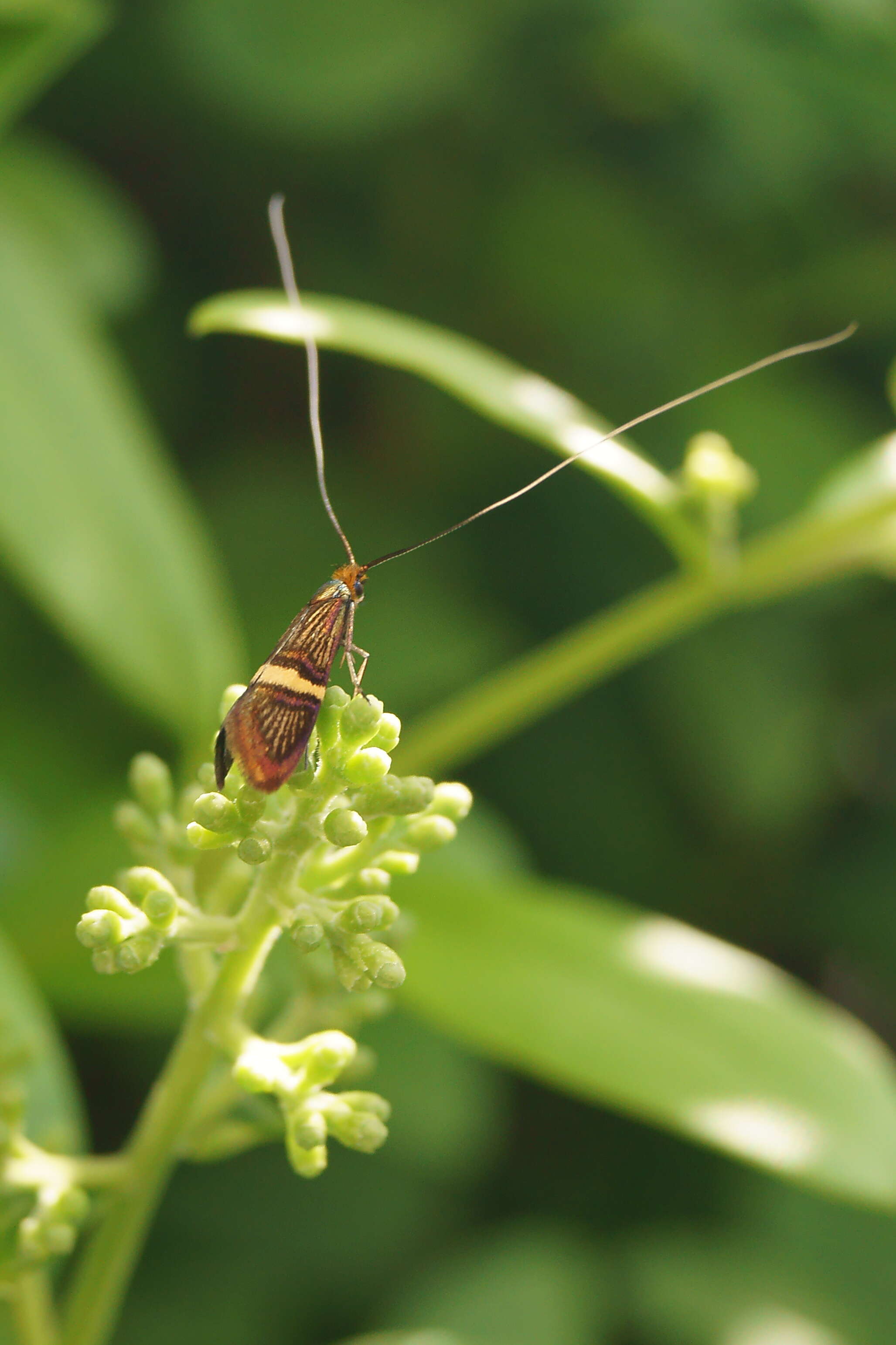 Imagem de Nemophora degeerella Linnaeus 1758