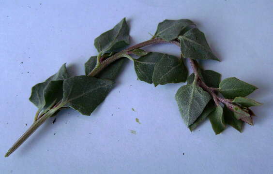 Image of saltbush