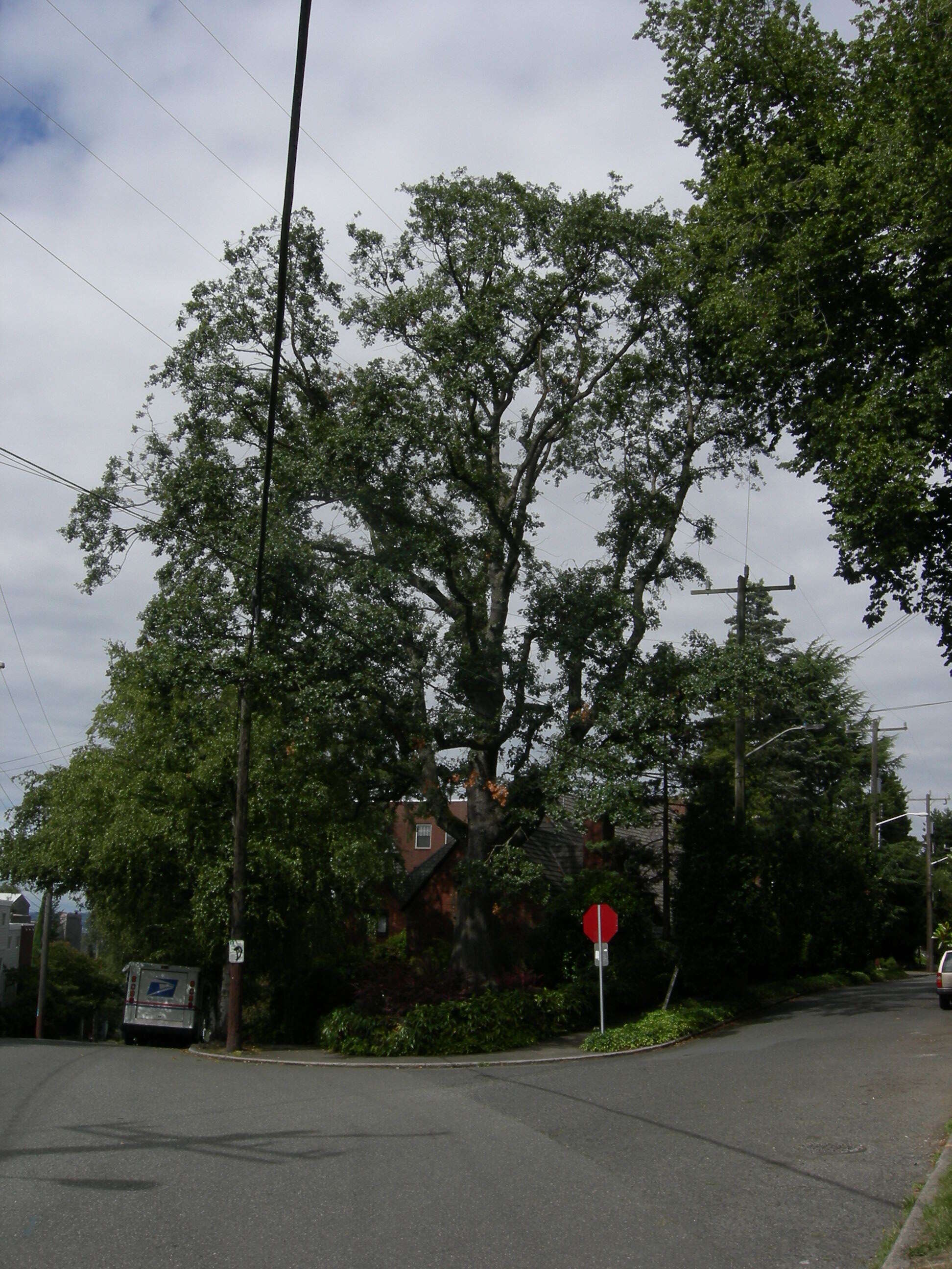 Image of Brewer Oak