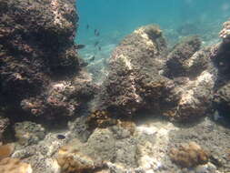 Image of Scissortail damselfish